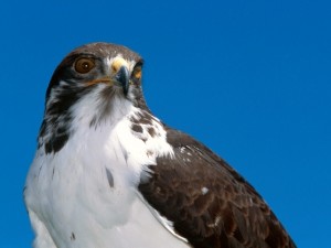 black-and-white eagle