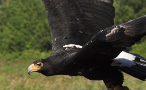 black eagle