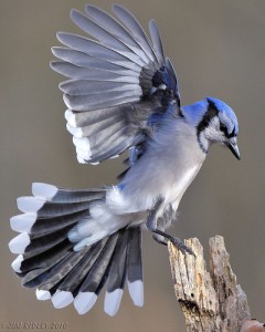 blue jay facts