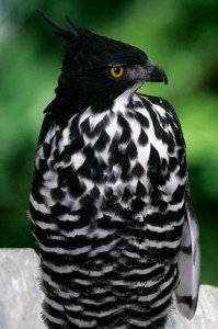 blyths-hawk-eagle