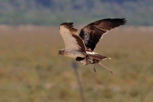 booted eagle