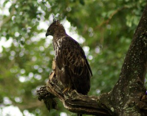 crested hawk eagle