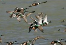 Ducks flying - can ducks fly