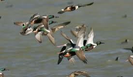 Ducks flying - can ducks fly