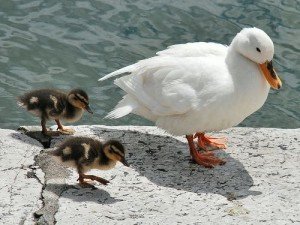 types of ducks - Ducks