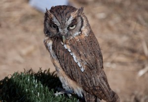 eastern screech owl facts - eastern screech owl