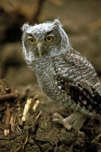 eastern screech owl facts - eastern screech owl