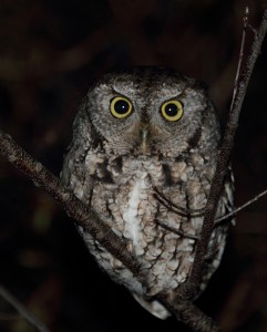 eastern screech owl facts - eastern screech owl