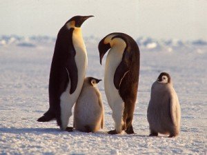 where do emperor penguins live - what do emperor penguins eat