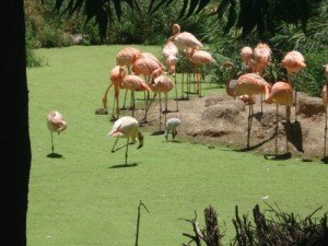Flamingo Facts for kids - flamingo facts
