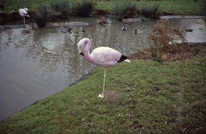 Flamingo Facts for kids - flamingo facts