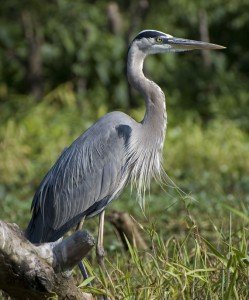 Great Blue Heron Facts - Great Blue Heron Habitat