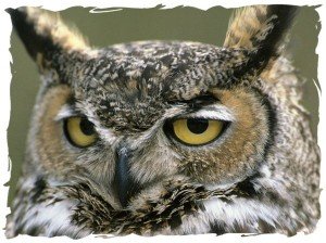 Great horned owl facts - Great horned owl
