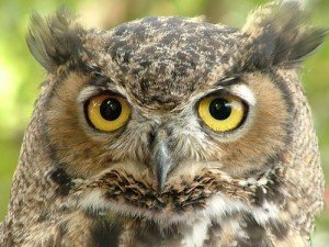 great horned owl facts - great horned owl
