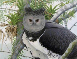 Harpy Eagle