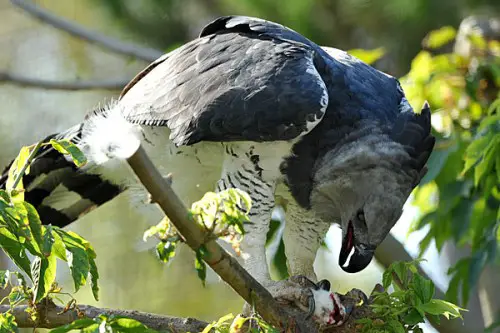 Harpy Eagle Facts For Kids - Harpy Eagle Diet & Behavior