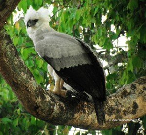 Harpy Eagle facts - Harpy Eagle