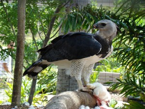 Harpy Eagle Facts - Harpy Eagle