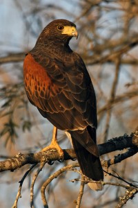 types of hawks