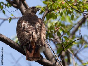 what do hawks eat