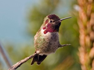 Humingbird facts for kids - Hummingbird Facts