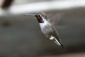 Humingbird facts for kids - Hummingbird Facts
