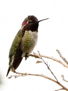 Humingbird facts for kids - Hummingbird Facts