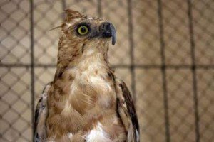 javan hawk eagle