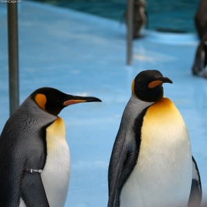 King penguin facts for kids - King penguin facts