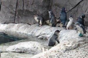 little blue penguin facts