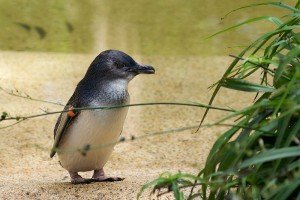 little blue penguin facts