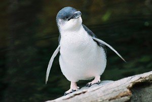 fairy blue penguin - little blue penguin facts