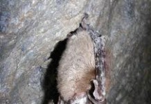brown bat - facts about bats