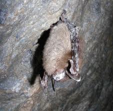 brown bat - facts about bats