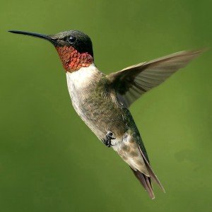 Ruby throated Hummingbird Facts