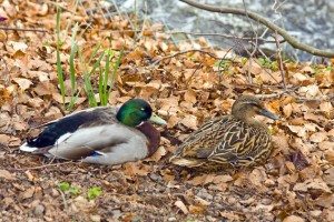 Mallard Duck Facts - Mallard duck