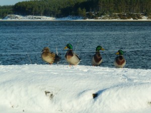 Mallard Duck Facts - Mallard duck