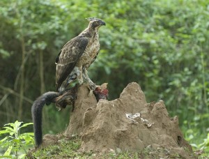 mountain_hawk eagle