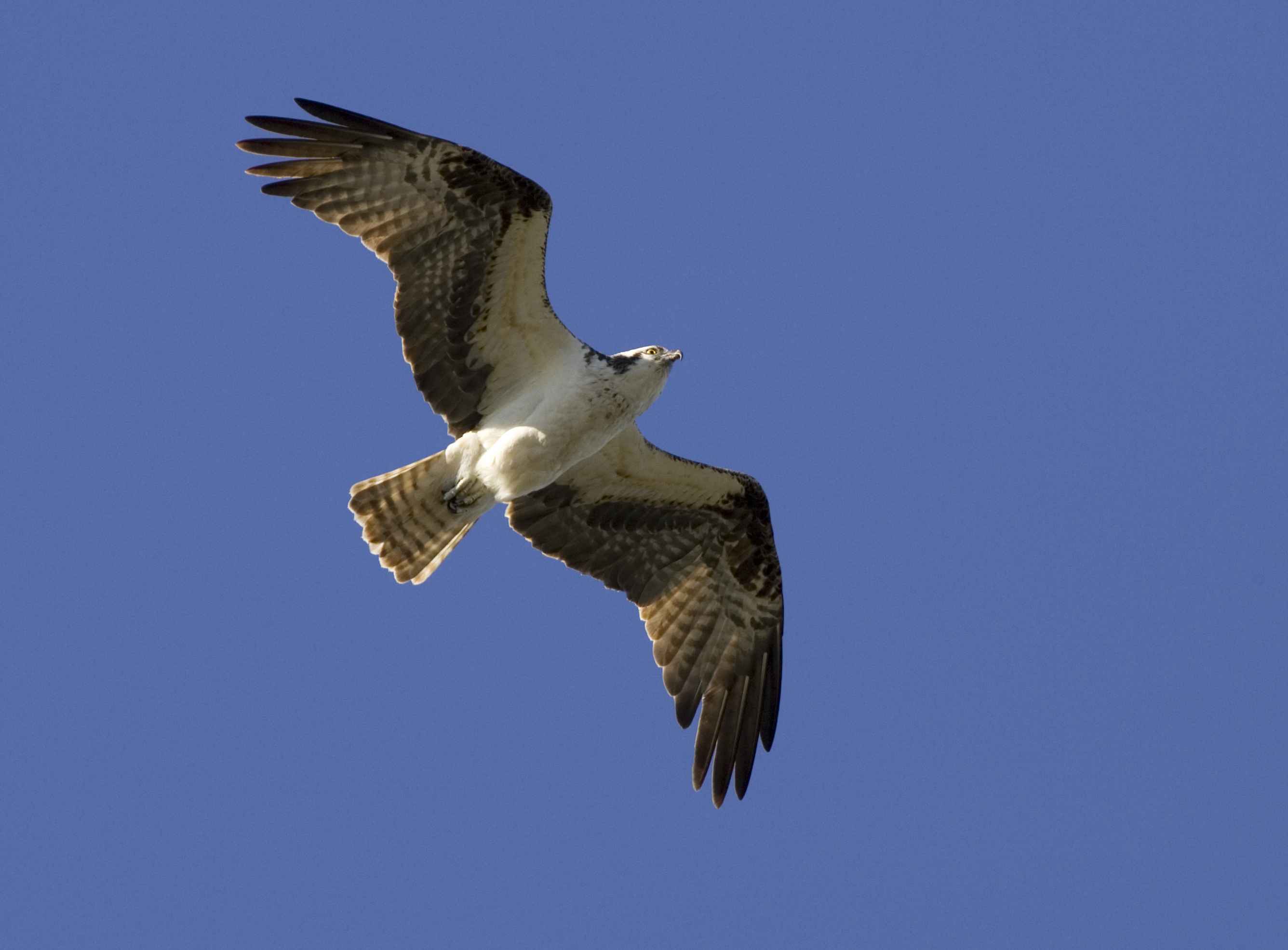 Birds Flight - osprey birds in flight
