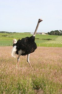 ostrich - ostrich facts