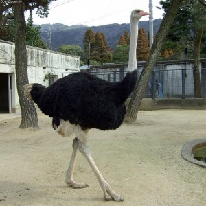 ostrich - ostrich facts