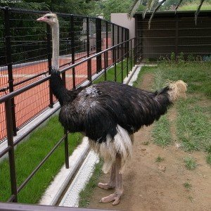 ostrich in a zoo