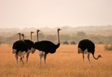 ostrich facts - ostrich