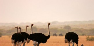 ostrich facts - ostrich