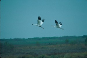 Pair of cranes -how do birds fly