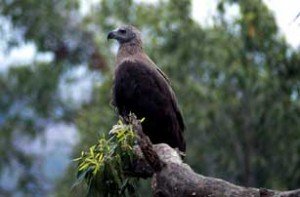 pallas's fish eagle