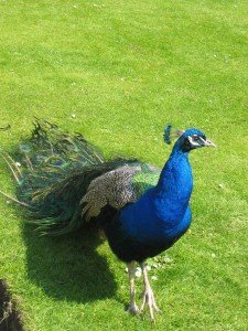 peacock facts for kids - peacock facts