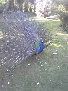 peacock facts for kids - peacock facts