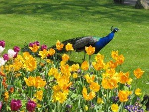 peacock facts for kids - peacock facts