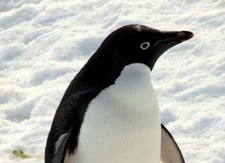 what do penguins eat? - Penguin in snow